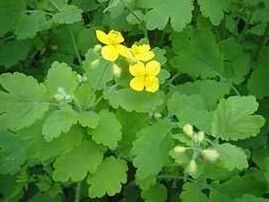 celandine for toenail fungus
